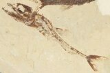 Cretaceous Predatory Fish (Eurypholis) Fossil - Hjoula, Lebanon #201366-2